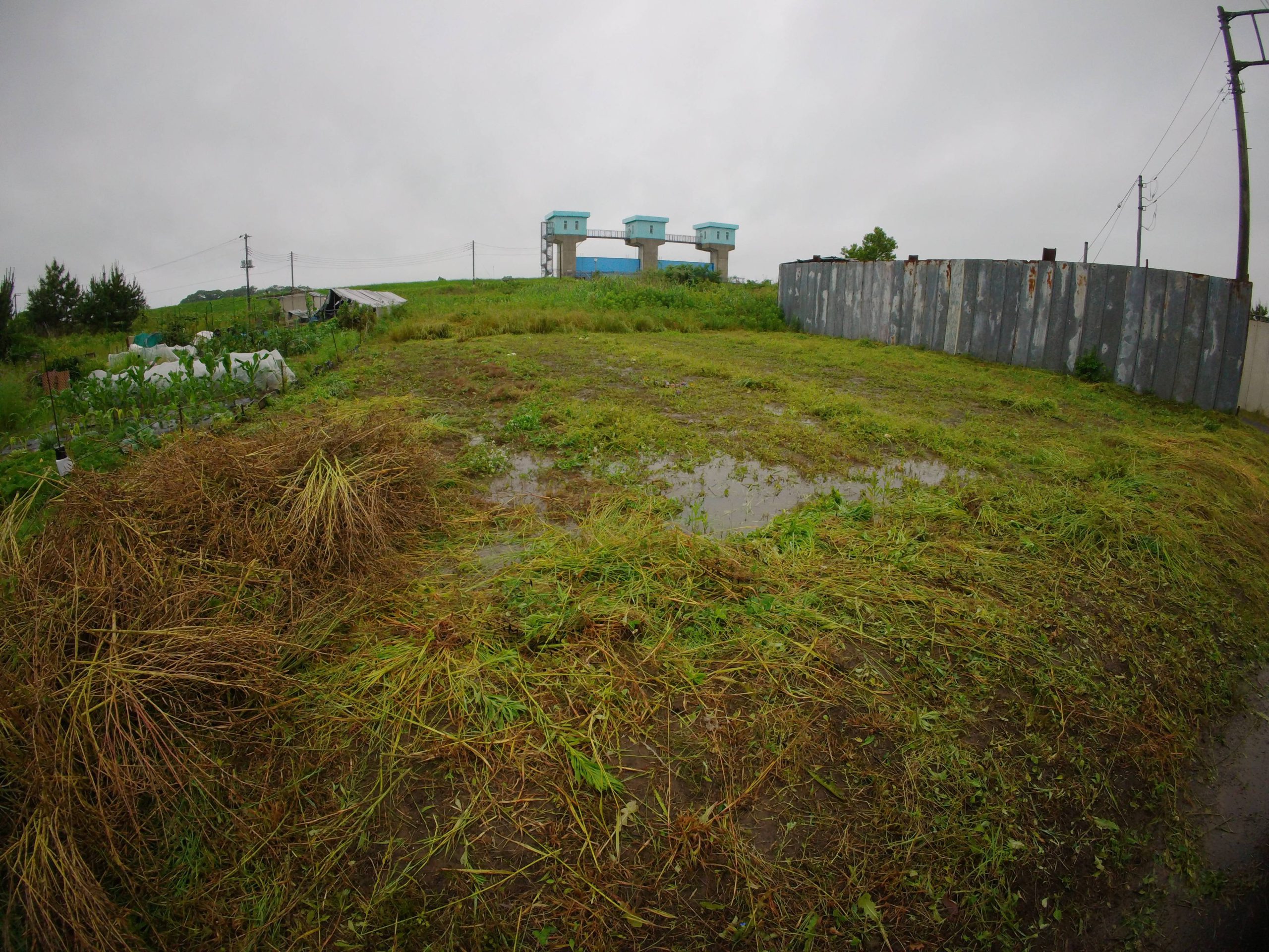 畑　草刈　250615